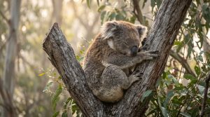 Bien choisir la taille de votre t‑shirt : guide pratique, style et idées cadeaux koala